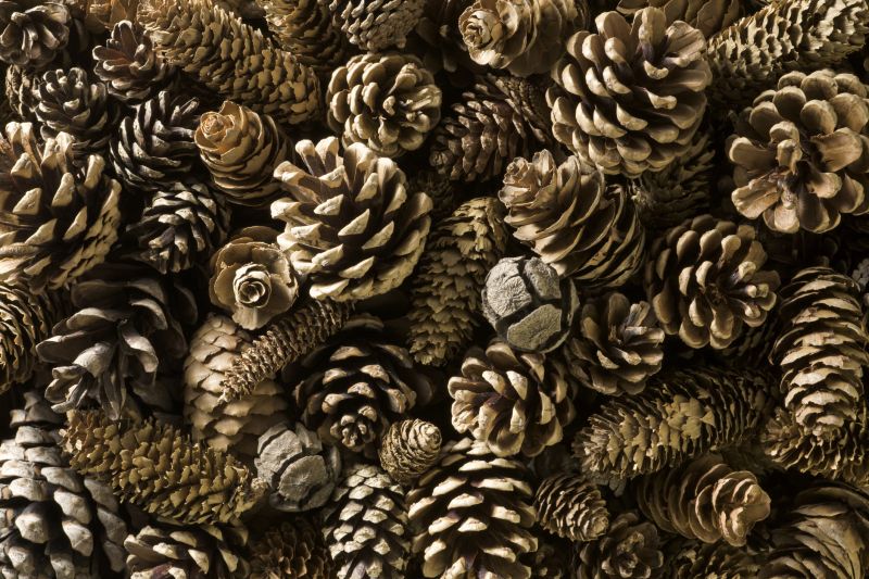 Roof Pine Cone Removal