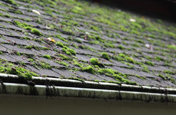 Roof Moss Removal in Albuquerque