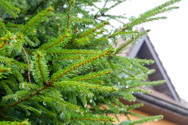 Roof Pine Needles Removal Service