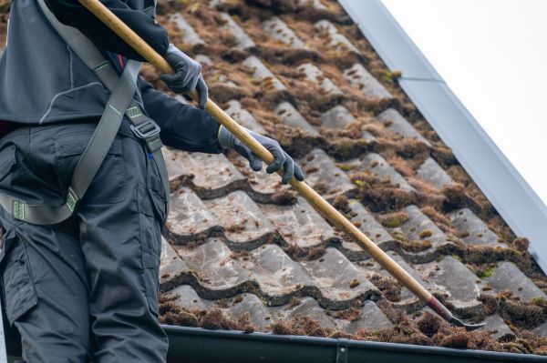Roof Fungus Eradication