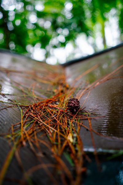 Roof Pine Cone Removal Service