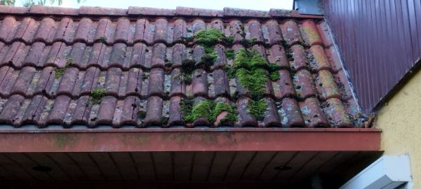 Roof Moss Removal Service