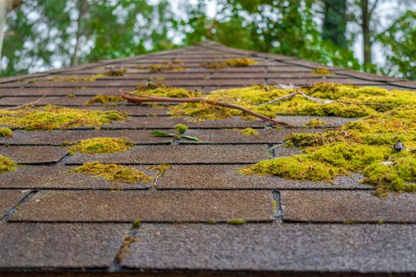 Commercial Roof Moss Removal Service
