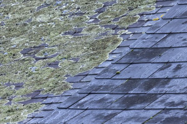 Garage Roof Moss Removal