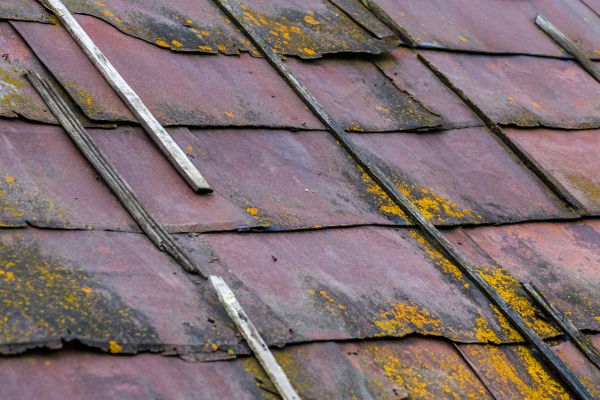 Roof Mold Treatment