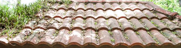 Roof Mildew Cleaning Service