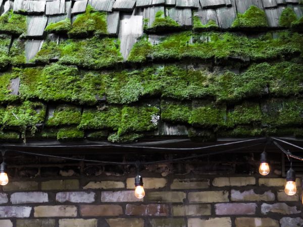 Cedar Roof Moss Removal Service